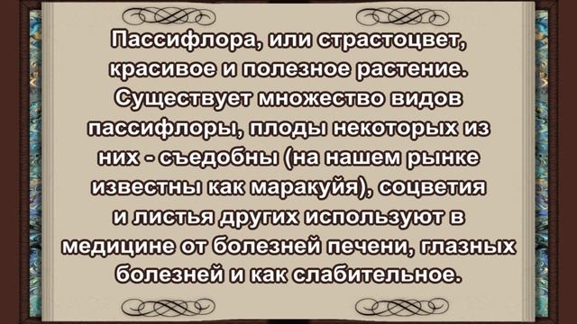 ТОП10 Самых_Необычных_Цветов_на_Планете✔The_Most_Unusual_Flowers_on_the_Planet?Музыка_Андрея_Обидин смотреть онлайн