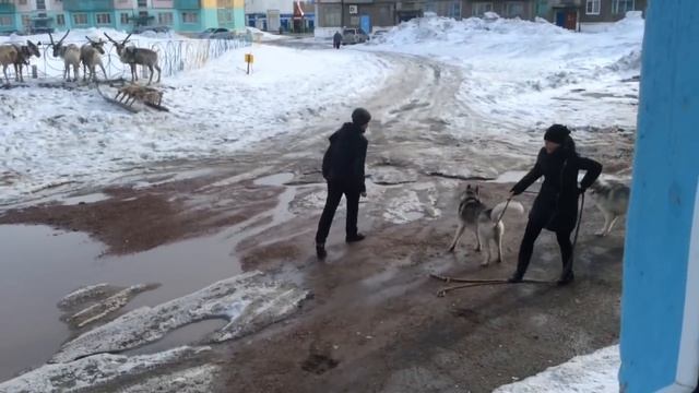 Хаски накинулись на упряжку оленей в посёлке Северный в Воркуте 26 мая 2017 смотреть онлайн