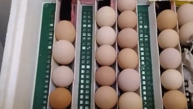 ИНКУБАТОР КОЛИЧЕСТВО ЯИЦ БАТАРЕЯ В САРАЙ. ДИКИЕ УТКИ УТРО В ДЕРЕВНЕ13 січня 2021 р. смотреть онлайн