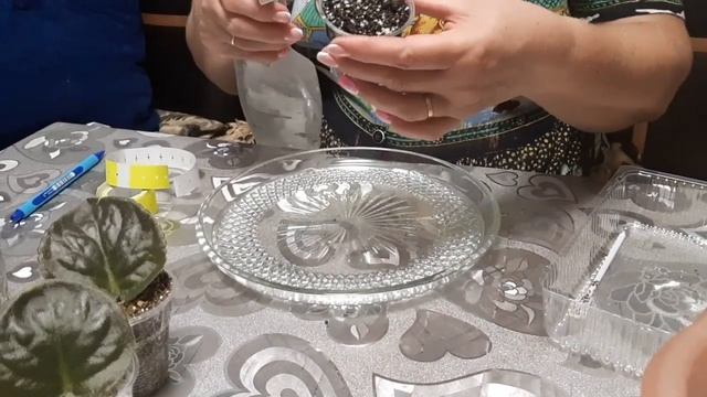 Размножение фиалки листовыми черенками. смотреть онлайн