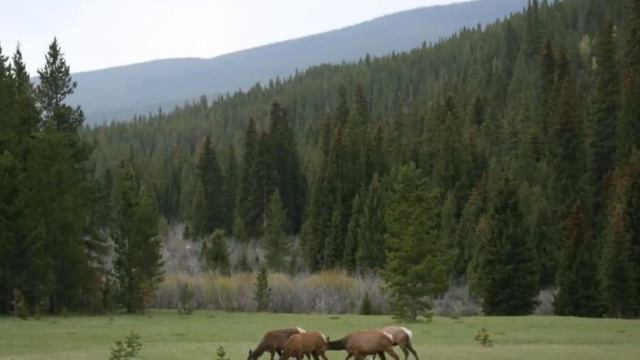 Maybe (Thom Pace) theme song of Grizzly Adams смотреть онлайн