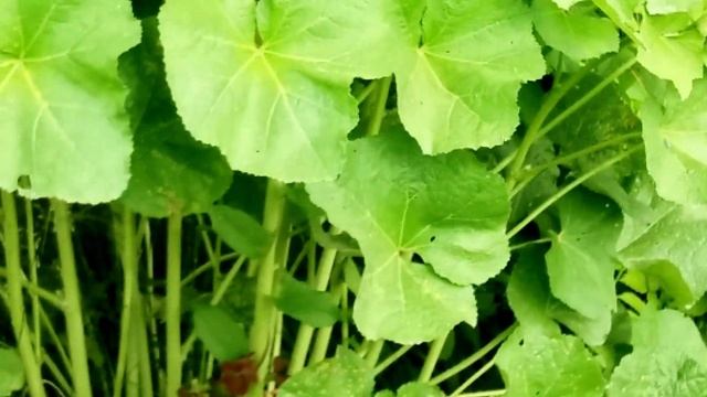 МОЯ ЖИЗНЬ НА ДАЧЕ. КУСОЧЕК СОЛНЕЧНОГО ЛЕТА! СМОТРИ ЗИМОЙ! смотреть онлайн