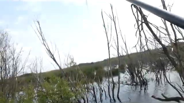 Карась из приладожских коряжников смотреть онлайн