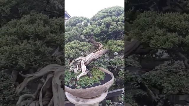 JUNIPERUS CHINENSIS BONSAI смотреть онлайн