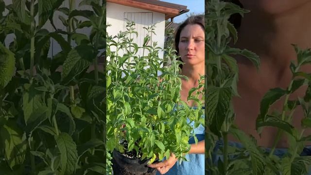 мята драконий фрукт лары #shorts