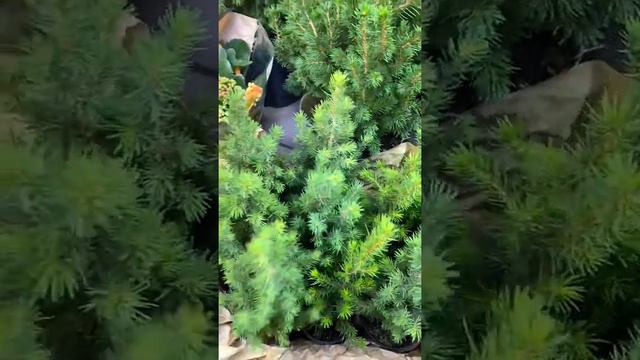 Новые ёлочки уже в нашей цветочной лавке смотреть онлайн