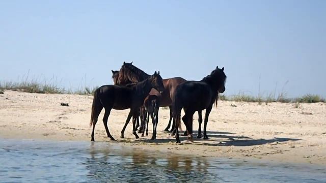 Черное Море дикие лошади Wild horses on an isle Black Sea смотреть онлайн