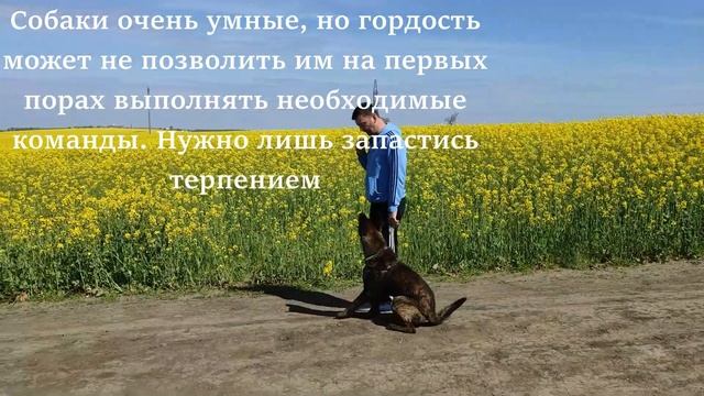 Hollandse Herder Хердер или голландская овчарка