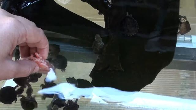 Мускусные черепахи часть 1 смотреть онлайн