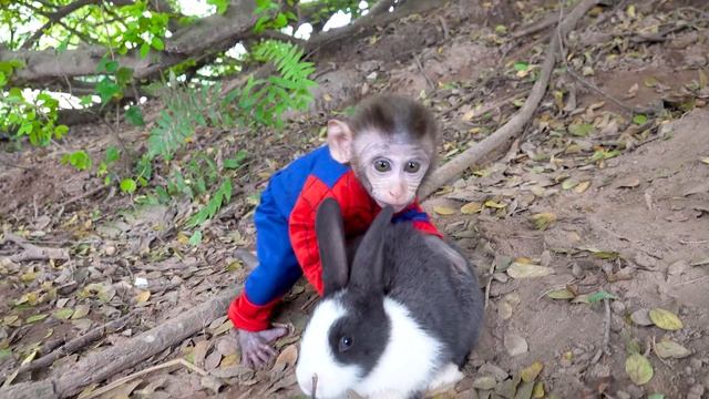 Monkey BobBob find the golden egg and Swimming with Ducks смотреть онлайн