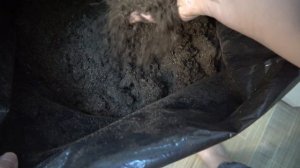 Рассада в кошачьем наполнителе