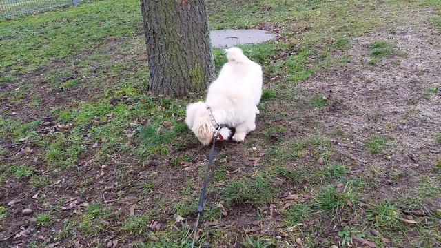 Pekinese, Ball und Baum / Pekingese, ball and tree смотреть онлайн