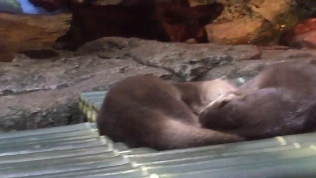 SEALIFE At Siam Ocean World Bangkok Aquarium|Аквариум океанариум Бангкок Тайланд|Travel|Siam Parago