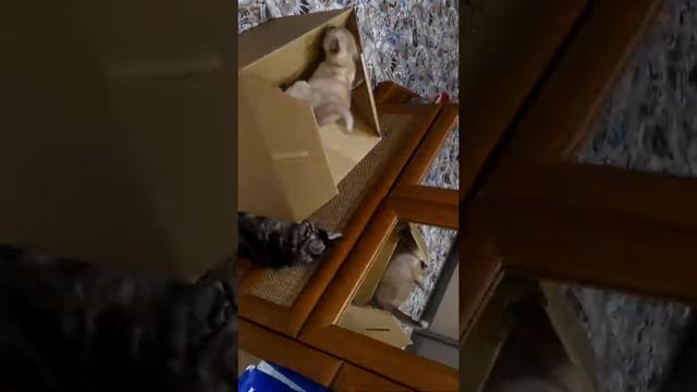 Вечер в питомнике смотреть онлайн