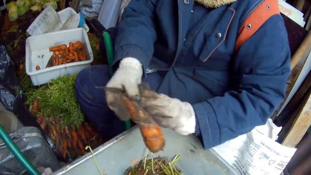 два урожая капусты, морковь на хранение дача под Архангельском смотреть онлайн