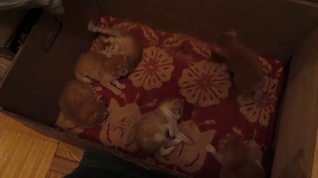 Алиса родила 6 котят! / Elena Pero смотреть онлайн