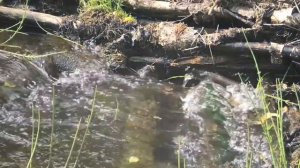 Футаж Ручей