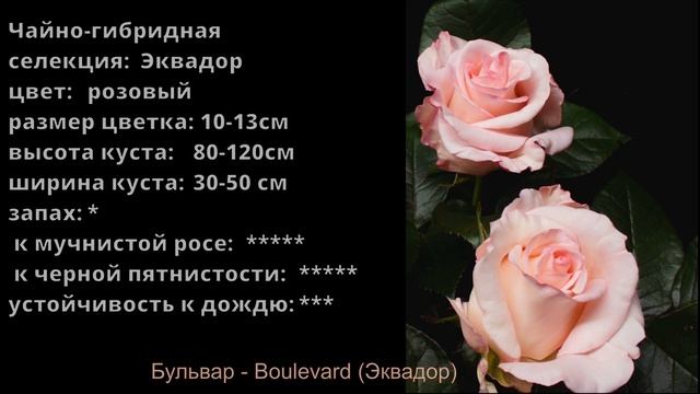 Как распускается роза Бульвар - Boulevard (Эквадор) смотреть онлайн