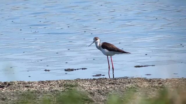 Ходулочники Оренбурга / Black-winged stilts of Orenburg смотреть онлайн