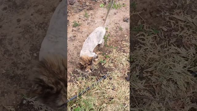 Стрижка Мейн-кун 🐈 #котики #кошки #cat #мейнкуны смотреть онлайн