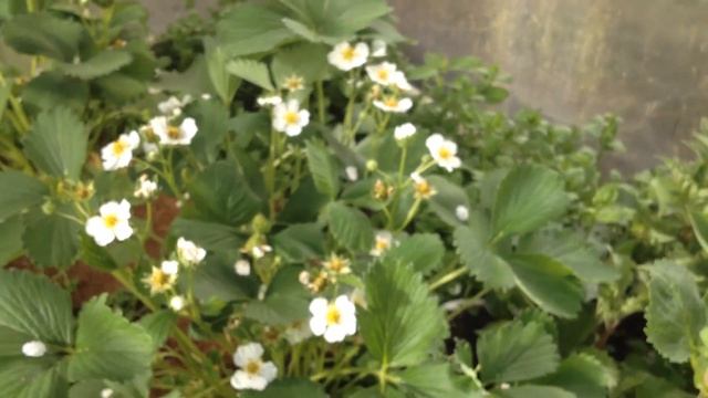 Клубника с Органик Микс смотреть онлайн