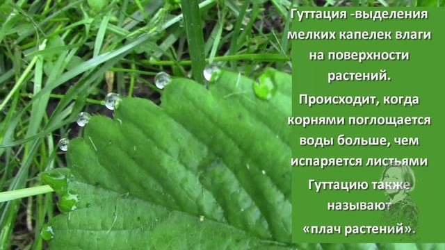 ГУТТАЦИЯ НА РАСТЕНИЯХ! ИНТЕРЕСНОЕ ЯВЛЕНИЕ. смотреть онлайн