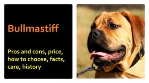 Бульмастиф. Плюсы и минусы, Цена, Как выбрать, Факты, Уход, История