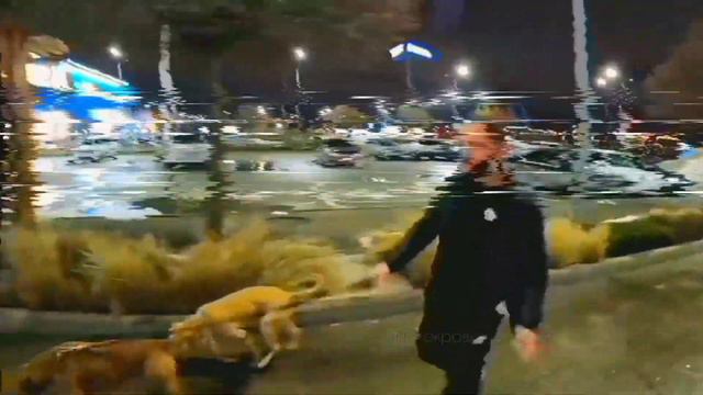 Питбули Граф и Кими... Прогулка Агоп и питбули... С питбулями в ТЦ... смотреть онлайн