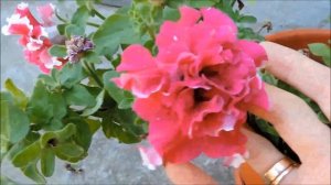 Какими цветами украсить свой сад ? Однолетние садовые цветы.