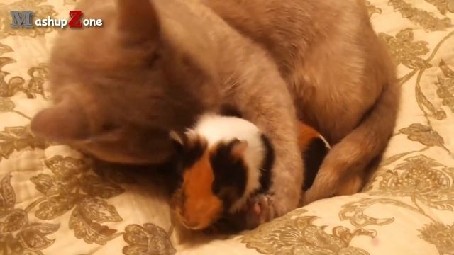 Guinea Pigs - A Funny And Cute Guinea Pig Videos Compilation || NEW HD смотреть онлайн