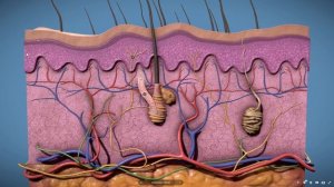 Строение кожи. Изучаем в 3D