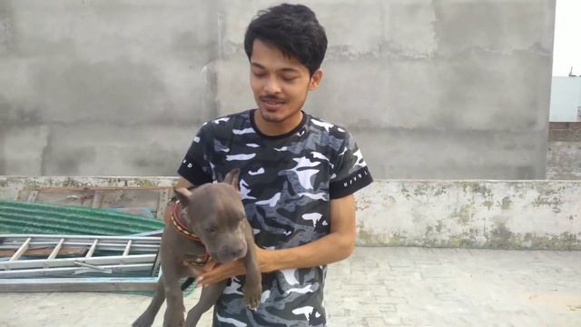 Top family Dog breeds || Labrador || American bully || Review reloaded смотреть онлайн