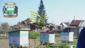 Разведение пчёл с одного, до трёх ульев за одно лето !