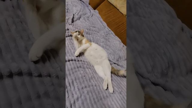 Жениха Хотела! Кошка Лапа #shorts смотреть онлайн