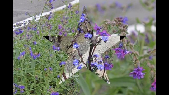 АНХУЗА,  или  ВОЛОВИК  (ANCHUSA)  сем. Бурачниковые