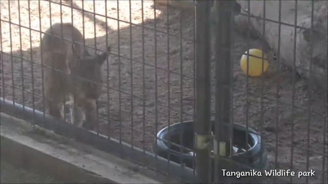 Lynx & Serval смотреть онлайн