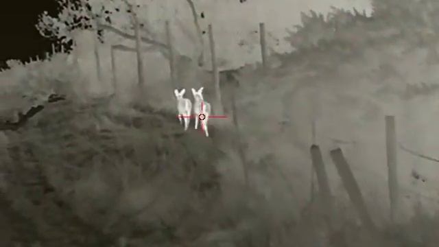 Infiray fh25 Roe смотреть онлайн