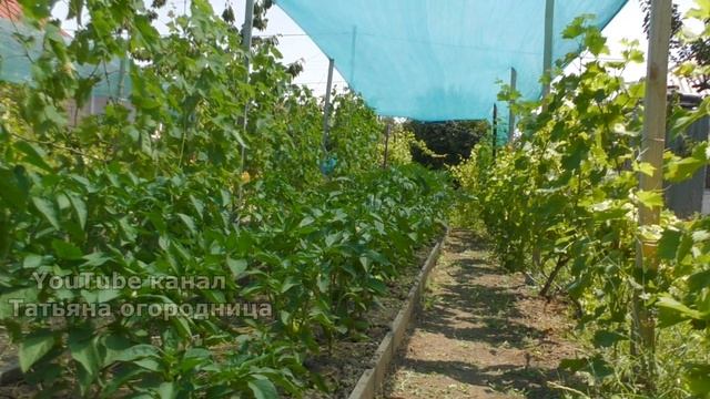 Если вы увидели это на перце срочно сделайте так! Лечение вершинной гнили, защита перца от ожогов. смотреть онлайн