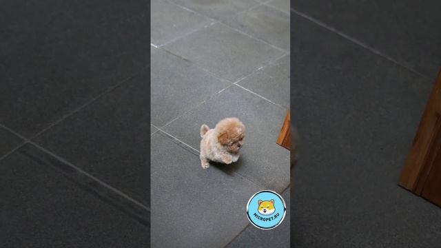 Мальтипу микро из Кореи. Купить этого щенка можно на сайте www.micropet.ru смотреть онлайн