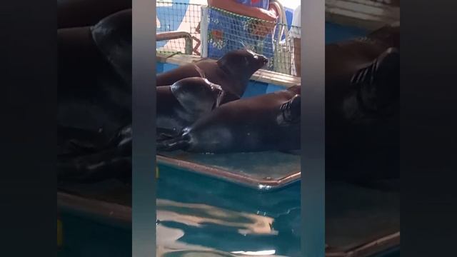 Оставила хозяйство и уехала отдыхать. Лето ах лето... смотреть онлайн