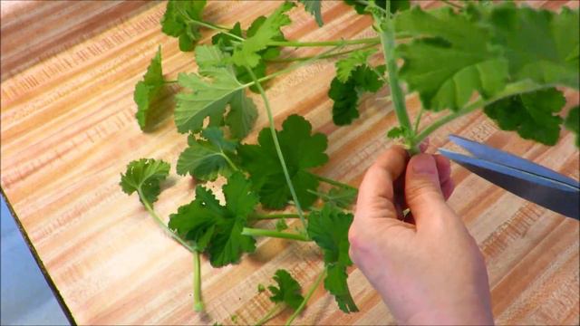 Tutorial Propagate Geranium & Rosemary Winter Garden Update Feb 2016