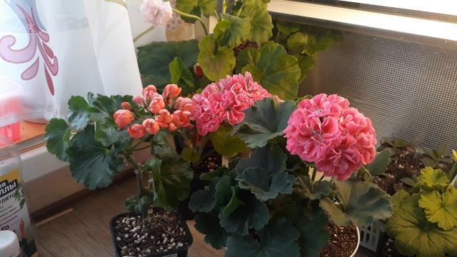 ЧЕМ КОРМЛЮ СВОИ ПЕЛАРГОНИИ ЗИМОЙ ?/В ЧЕМ СЕКРЕТ ЗИМНЕГО ЦВЕТЕНИЯ ? смотреть онлайн