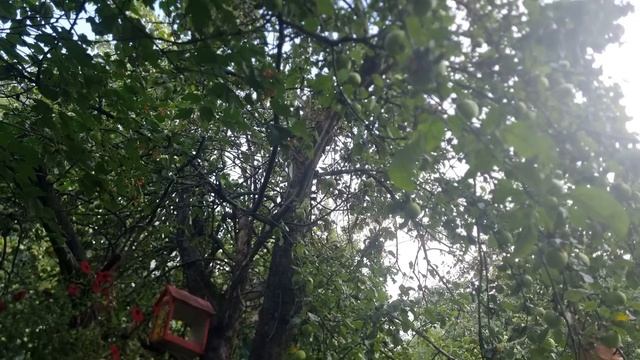 Защита от Колдовских Нападений с помощью эгрегоров растений и животных. смотреть онлайн