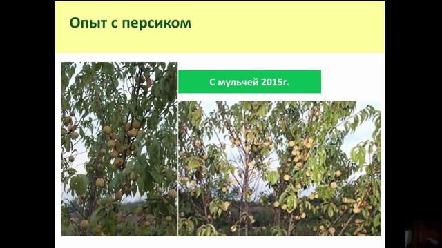 Плодовые деревья в саду смотреть онлайн
