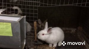 Разведение кроликов!