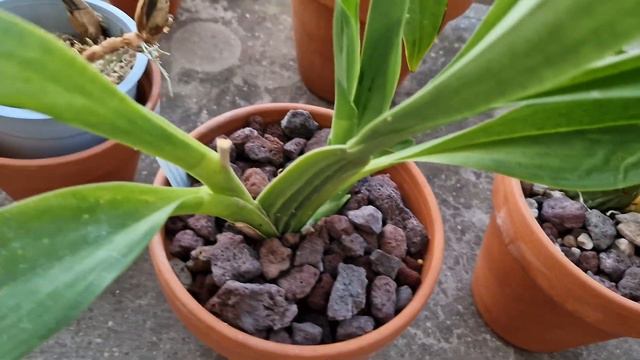 DENDROBIUM STRESSATI ..(2ª parte) смотреть онлайн