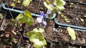 Печеночница благородная - зимостойкий первоцвет. Находка для украшения сада