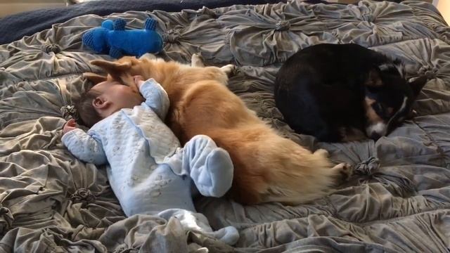 We corgi's are trying to nap here baby bro смотреть онлайн