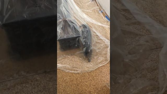 Museum Cat Emerges from the Plastic Wonderland! смотреть онлайн