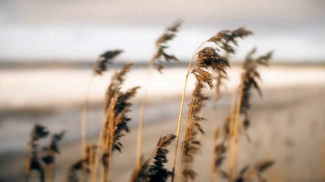 Icaro Abrete Corazon смотреть онлайн